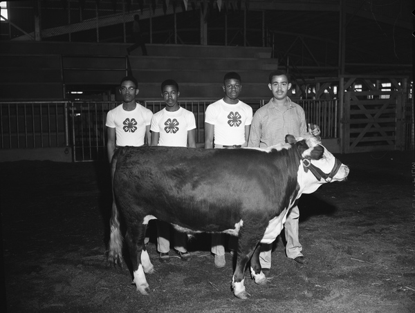 Four young blackboys, three in 4h t-shirts, stand behind their prize-winning cow